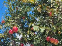 Vegetation auf der Halbinsel Mani... (Granatapfelbaum)