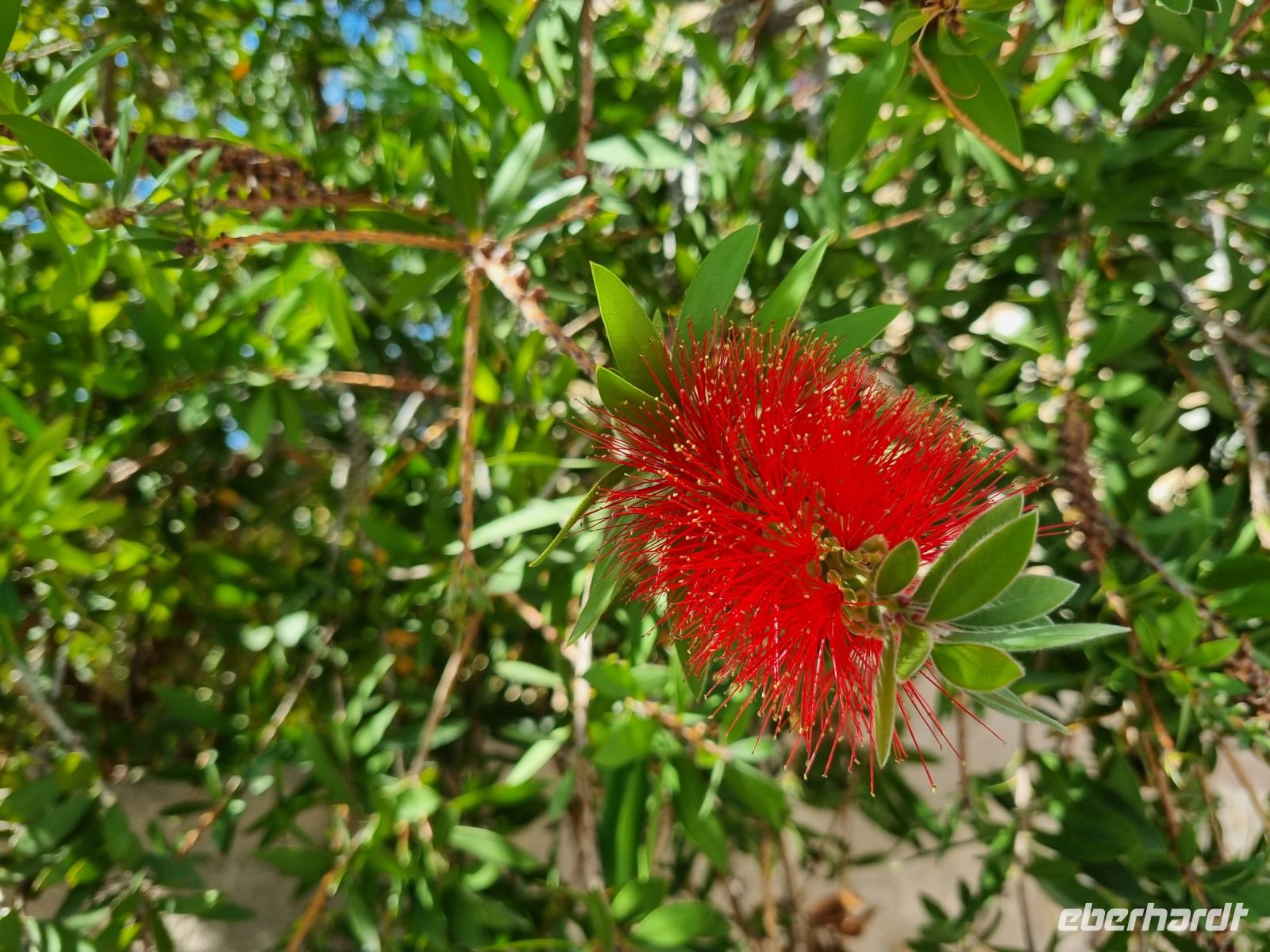 Vegetation auf der Halbinsel Mani... (Flaschenputzerbaum)