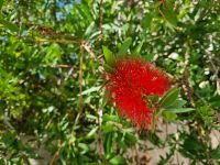 Vegetation auf der Halbinsel Mani... (Flaschenputzerbaum)