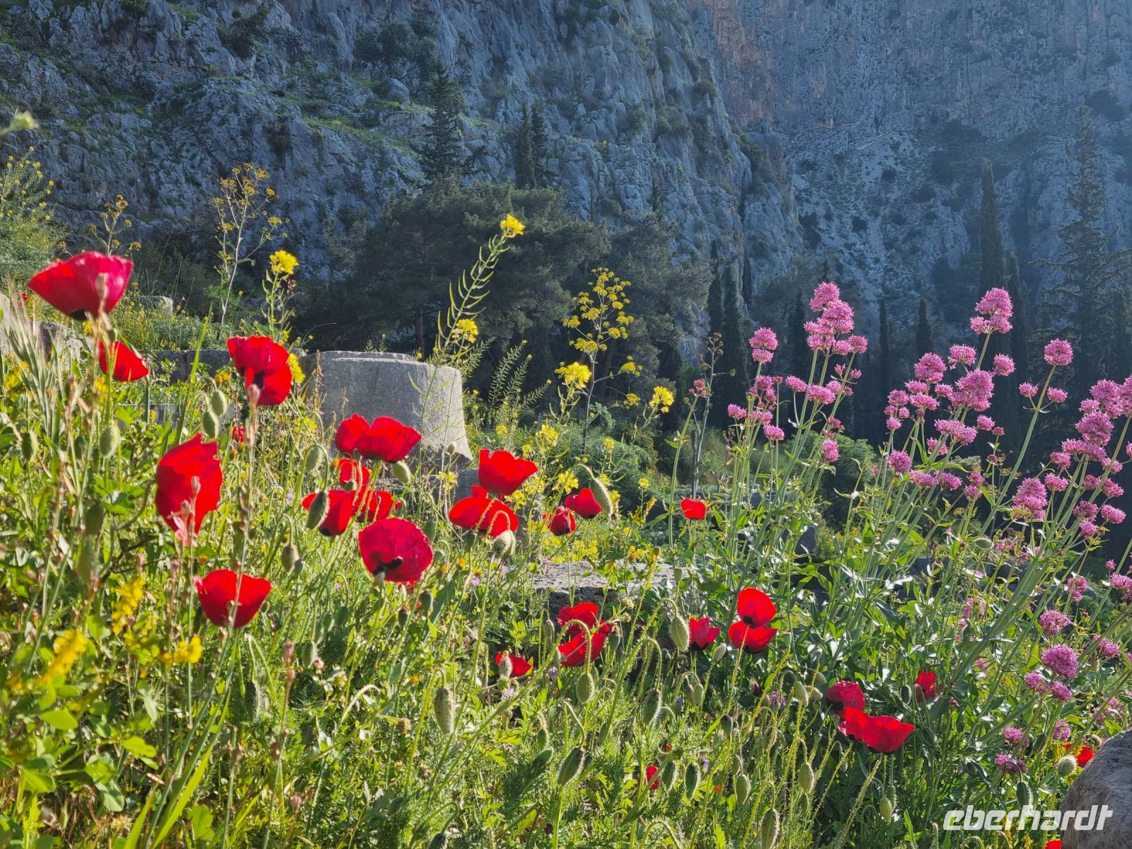 Delphi - Frühlings-Vegetation