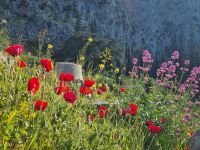 Delphi - Frühlings-Vegetation