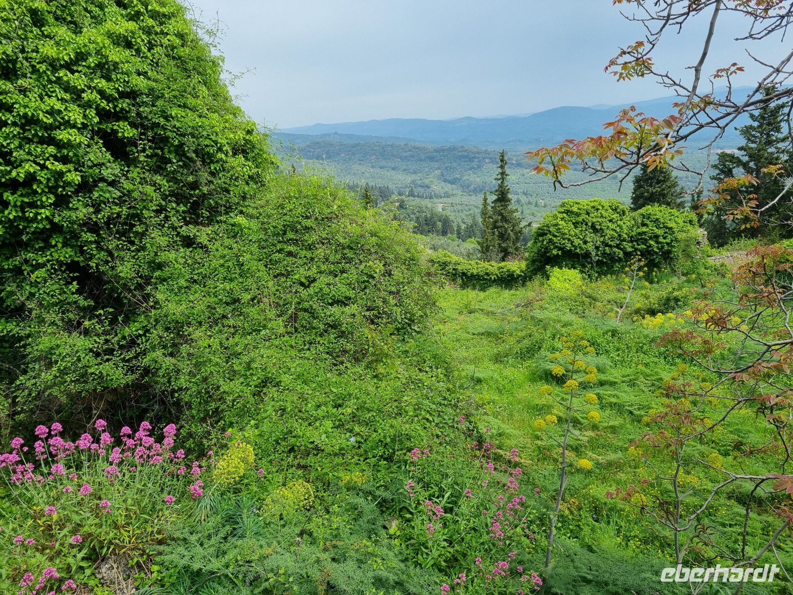 Mystras - Frühlings-Vegetation...