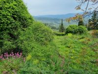 Mystras - Frühlings-Vegetation...