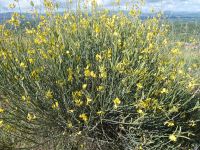 Ginster Natur Griechenland