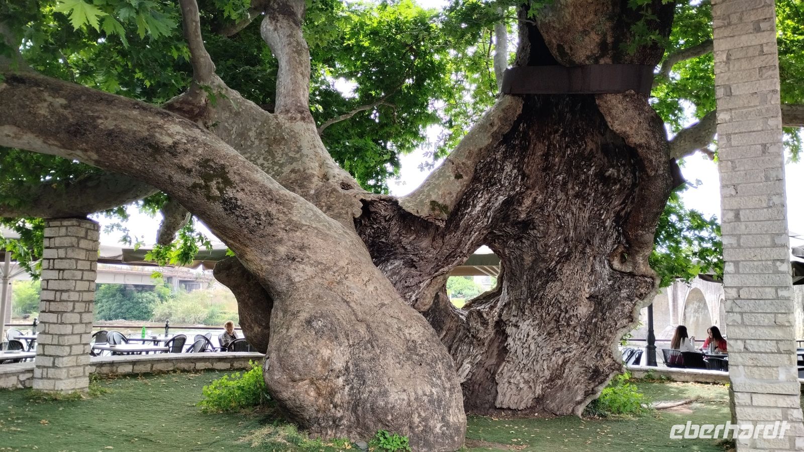 Mindestens 1000 Jahre alter Platanenbaum an der Brücke
