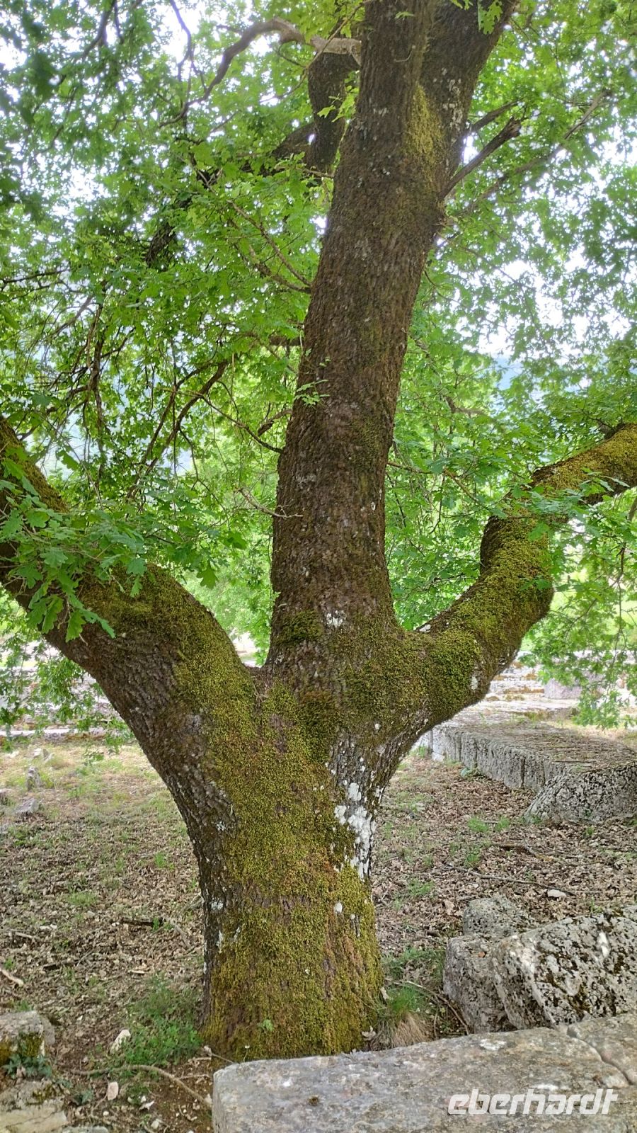 Nun wurde eine andere Eiche gepflanzt