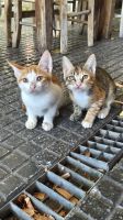 Griechische Katzen