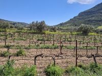Nemea (Weingut 
