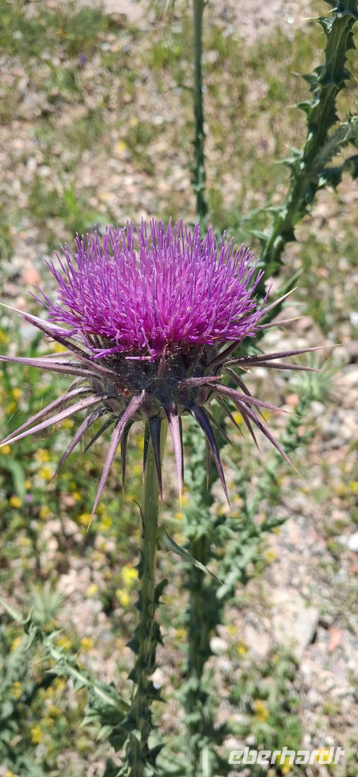 &copy;  (Eberhardt TRAVEL)