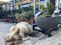 Kykladen, Santorini, Gartenanlage bei Weinverkostung &ndash; &copy; Sabine C. Seifert (Eberhardt TRAVEL)