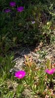 Kykladen, Santorini, Blumenwelt &ndash; &copy; Sabine C. Seifert (Eberhardt TRAVEL)