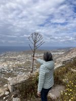 Kykladen, Santorini, getrockneter Wilder Fenchel  &ndash; &copy; Sabine C. Seifert (Eberhardt TRAVEL)