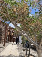 Kykladen, Santorini, persischer Flieder &ndash; &copy; Sabine C. Seifert (Eberhardt TRAVEL)