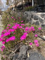Kykladen, Santorini, Blütenpracht &ndash; &copy; Sabine C. Seifert (Eberhardt TRAVEL)