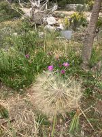 Kykladen, Paros, Impressionen vom Straßenrand  &ndash; &copy; Sabine C. Seifert (Eberhardt TRAVEL)