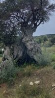 Kykladen, Paros, 1000jährige Olivenbäume &ndash; &copy; Sabine C. Seifert (Eberhardt TRAVEL)