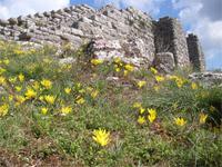 Herbstgoldbecher blühten in Dodona