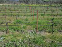 312_Nemea Weinprobe