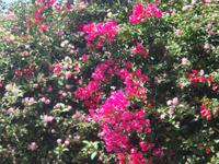 Blütenpracht &ndash; &copy; Astrid Janke (Eberhardt TRAVEL)