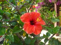 Hibiscus &ndash; &copy; Astrid Janke (Eberhardt TRAVEL)