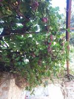 Wein im Pantanassa Kloster Mistars