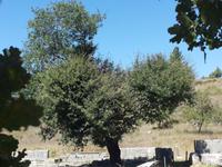 Die heilige Eiche in Dodona