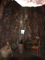 Blick in das Innere eines riesen Baumes