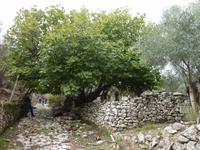 Platane oder Feige, oder beides??