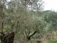 Olivenbäume soweit das Auge reicht