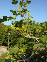 Feigenbaum im Hotelgarten