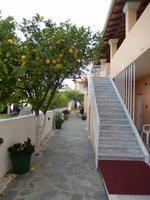 Zitronenbaum im Hotel