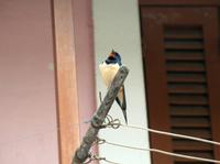 Ein Vogel zwitschert uns den Weg