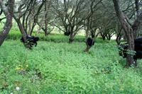 Schwarze Olivennetze