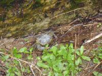 In Dion gabs auch Süßwasserkrabben