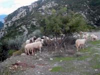 Schafe im Taygetos