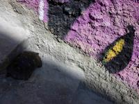 Nauplia Schildkröte entlaufen