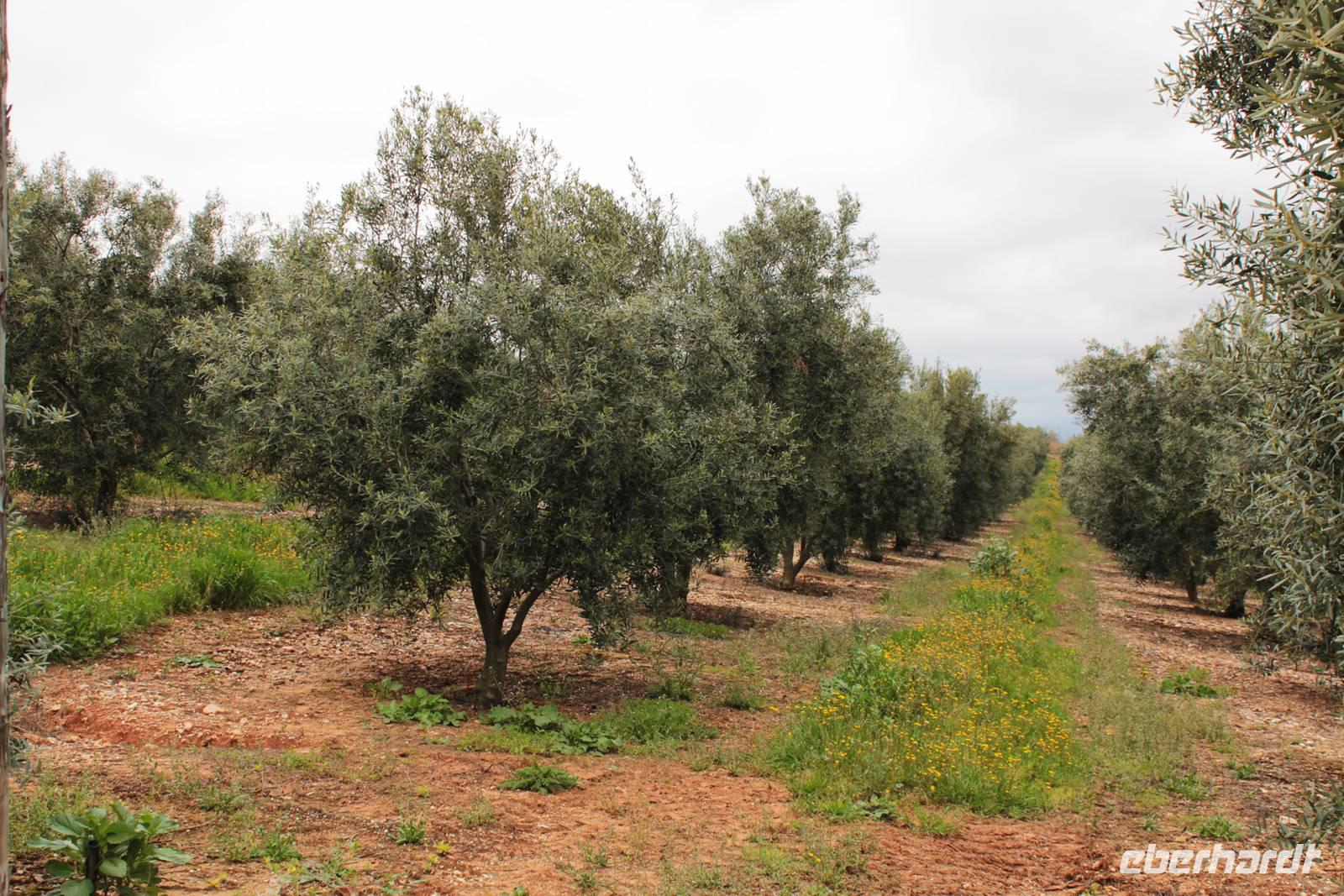 Führung Olivenpresse