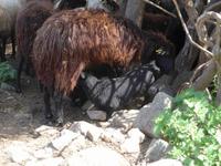 Lesbos, Nordküstenwanderung, Schafherde