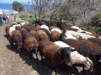 Lesbos, Nordküstenwanderung, Schafherde