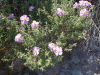 Lesbos, Nordküstenwanderung, rosa Zistrose