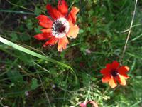 Lesbos, Nordküstenwanderung, Anemone