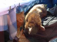 Lesbos, Skala Sikaminea, Kampf ums Futter