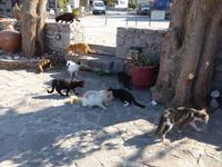 Lesbos, Skala Sikaminea, Kampf ums Futter