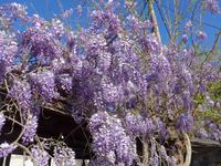Lesbos, Skala Sikaminea, Glyzine oder Blauregen