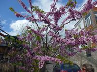 Lesbos, Petri, Judasbaum