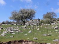 Lesbos, Wanderung im Lepetimnos-Gebirge