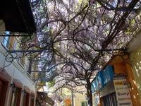 Lesbos, Petra, Gasse