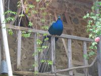 Lesbos, Pfau im Kloster Limonos