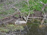 Lesbos, Klosterwanderung, Wasserschildkröten