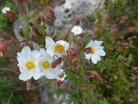 Lesbos, weiße Zistrose